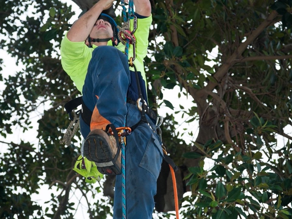 Qualified arborist working in a mature tree during an Enviro Trees UK survey in Shropshire