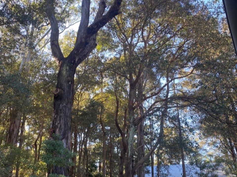 Mature trees in Shropshire parkland with a property visible in the background